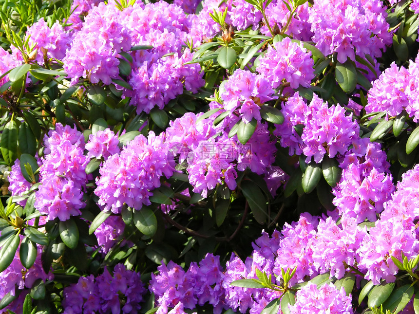 花朵花灌木公园紫色花园红色植物粉色园艺图片
