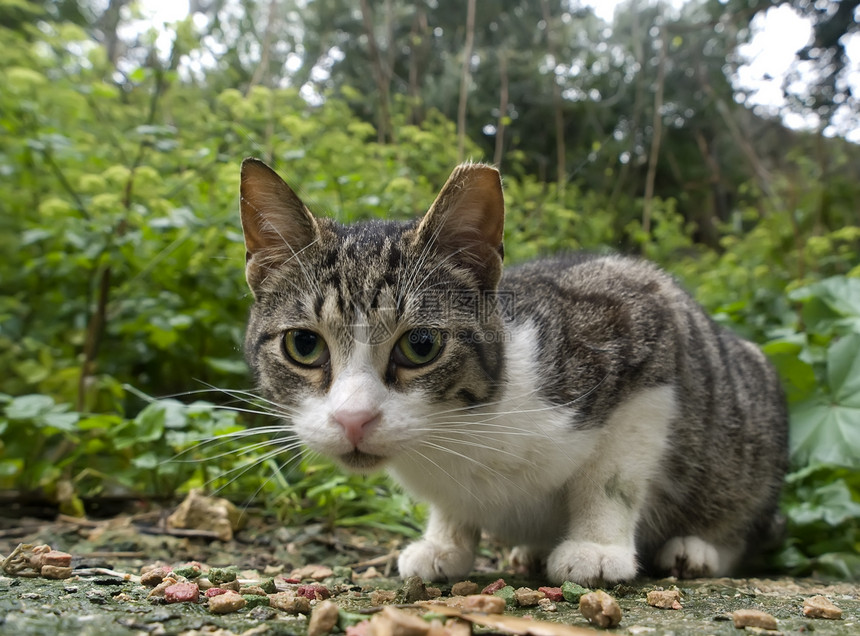 好奇度兽医小猫流浪眼睛宠物瞳孔动物猫咪图片