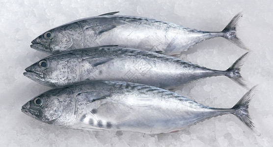 新鲜鱼生活方式白肉市场食物水平健康饮食海鲜背景图片