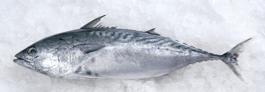 新鲜鱼市场白肉海鲜健康饮食水平生活方式食物背景图片