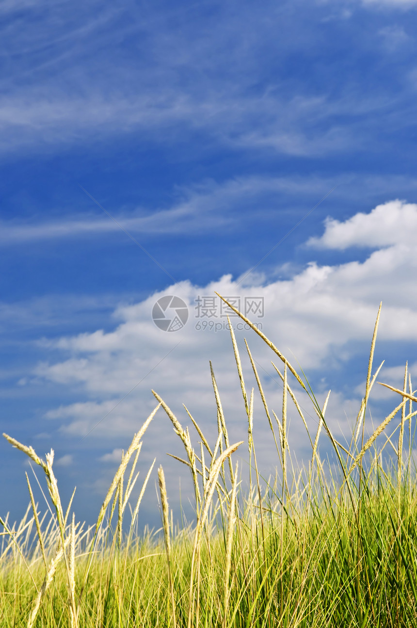 沙丘高草农村国家天空蓝色牧场草地晴天松林环境爬坡图片