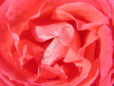 一朵玫瑰的内心宏观植物群植物学红色植物背景图片