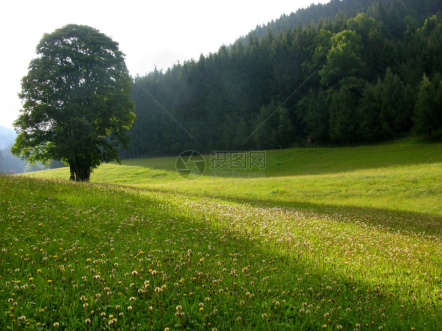高山草原上的清树图片