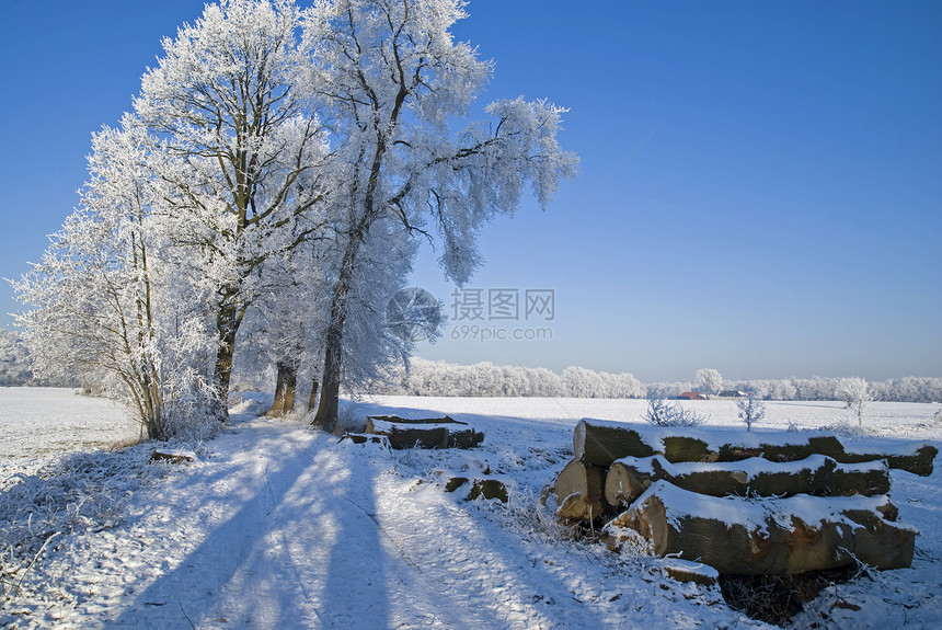 冬天太阳寂寞孤独晴天白色树木季节天气场景风景图片