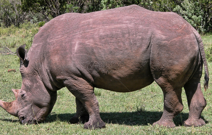 2005年春肯尼亚 非洲和非洲的详情公园哺乳动物日落荒野衬套动物旅行食物宝贝部落图片