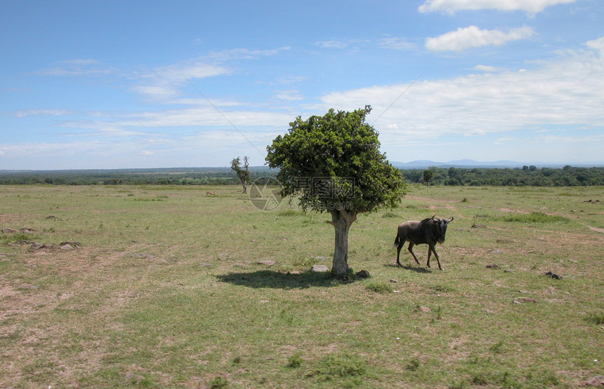 2005年春肯尼亚 非洲和非洲的详情衬套宝贝青年蓝色部落日落公园冒险动物旅游图片