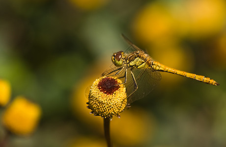 黄宏观昆虫黄色猎人花朵翅膀蜻蜓高清图片