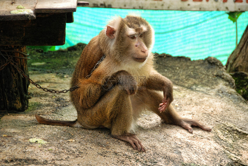 泰国长门附近的猴猴假期地方热带文化旅行宗教种族气候图片