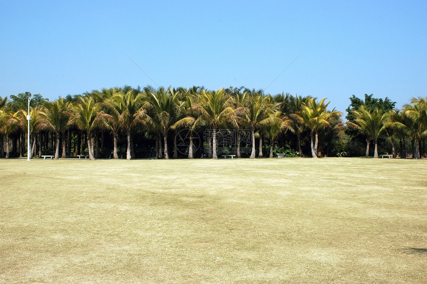 棕榈树公园图片