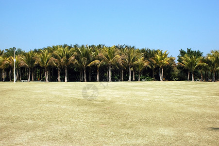 棕榈树公园背景图片