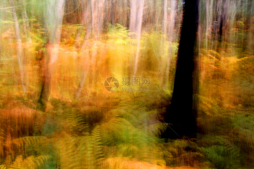 秋季风景环境分支机构公园树木叶子国家森林旅行季节农村图片