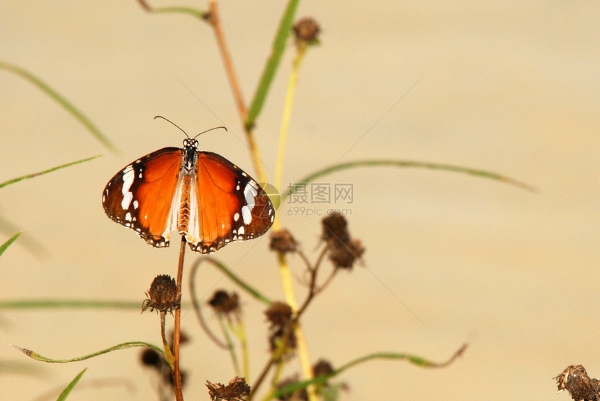 普通老虎蝴蝶花园橙子棕色昆虫植物场景图片