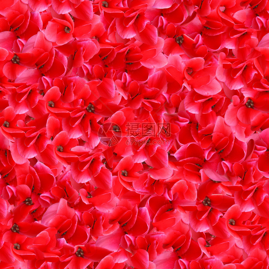 红花无缝裁缝模式图片
