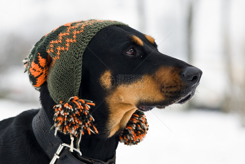 流行狗狗围巾帽子猎犬黑色人性化白色哺乳动物宠物动物拟人化图片