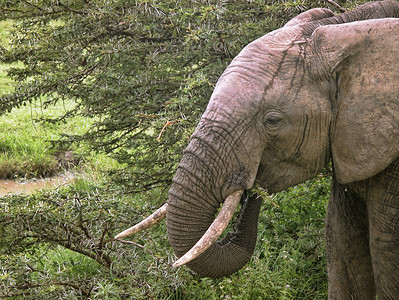 2005年春肯尼亚 非洲和非洲的详情天空衬套哺乳动物食物荒野公园日落部落青年冒险背景图片