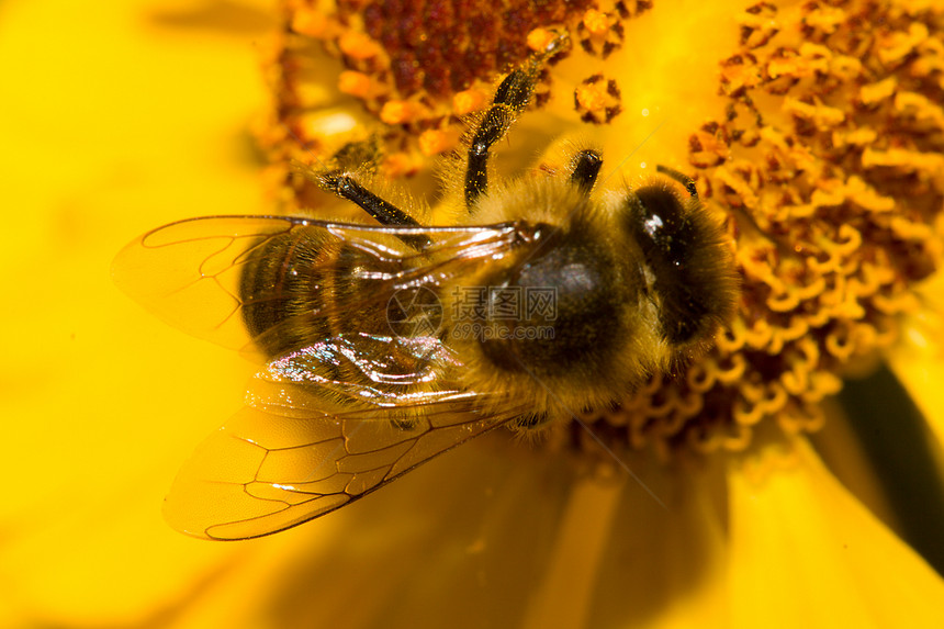 蜜蜂收集花蜜粉色花园昆虫活力花粉翅膀黄色紫色荒野花瓣图片