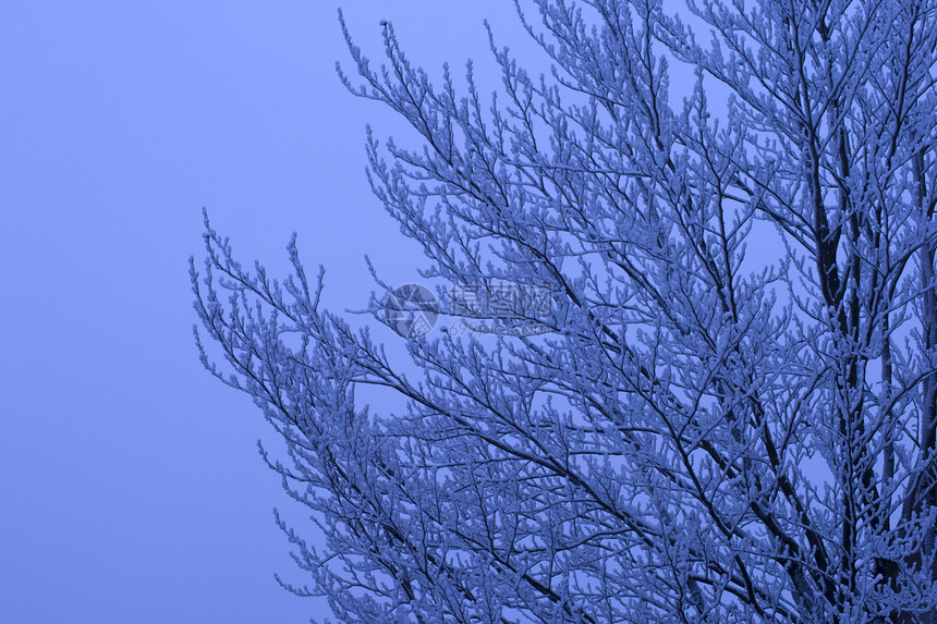 白雪蓝色天空降雪天气季节季节性白色森林机构图片
