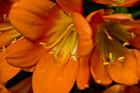 橙柳植物橙子花朵美丽花瓣背景图片