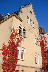 建筑过度生长的常春藤秋天海拔杂草建筑物色彩藤蔓背景图片