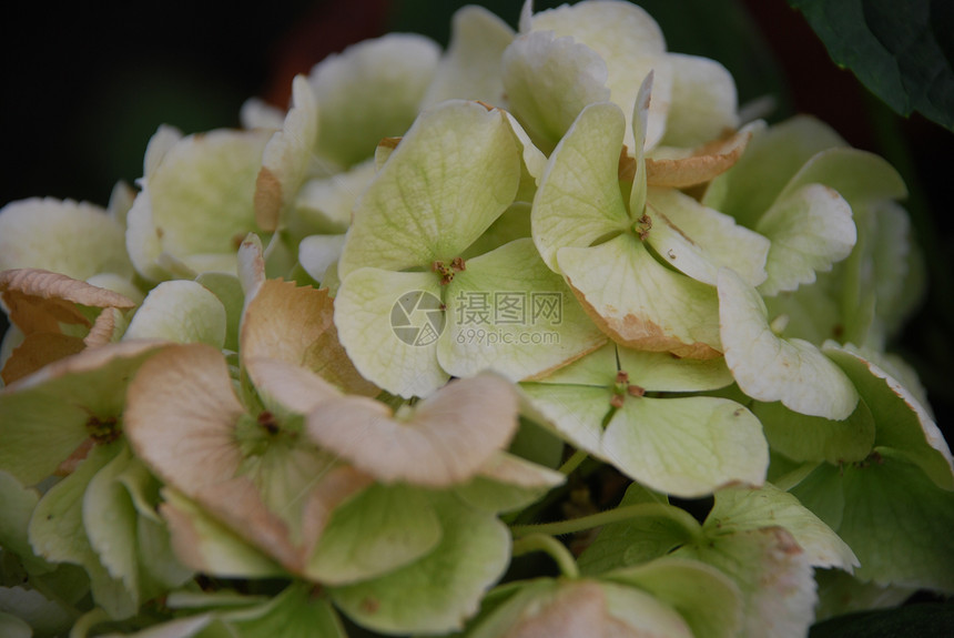 圆环花瓣棕色绣球花花园植物学美丽绿色植物图片