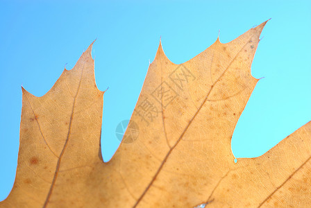 秋橡叶黄色生态蓝天森林背景橡木橡树叶背景图片