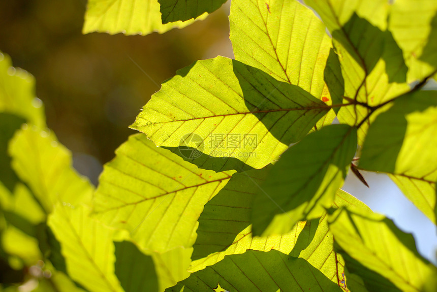 叶叶子植物群绿色宏观植物图片