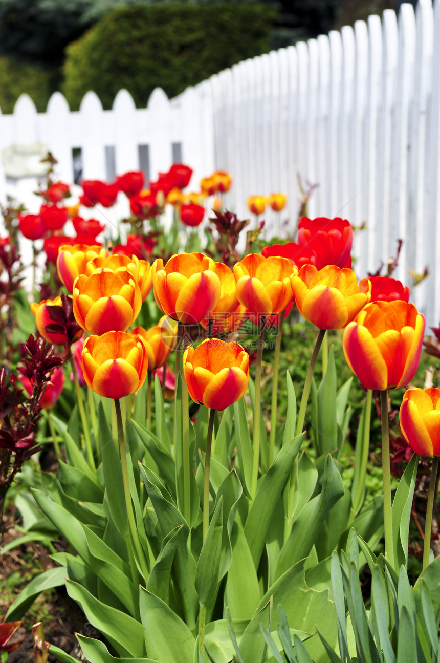 春天花园的郁金香灯泡红色园艺花朵场地橙子公园花园白色粉色图片