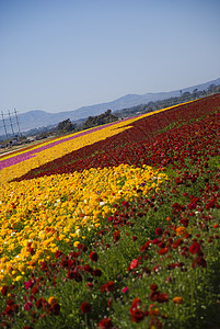 鲜花田农场植物场地天空花朵蓝色黄色绿色异国花园高清图片