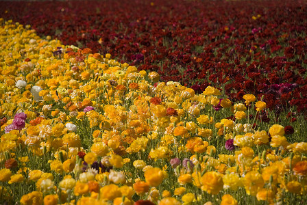 鲜花田植物花园绿色异国红色黄色粉色花朵蓝色情调高清图片
