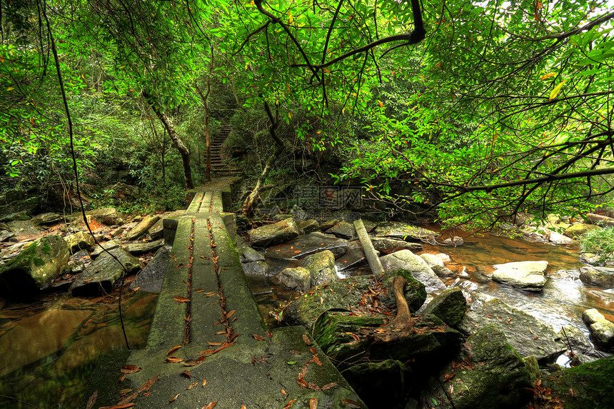 森林中的人行桥建筑学冥想公园行人木头池塘花园叶子平衡森林图片