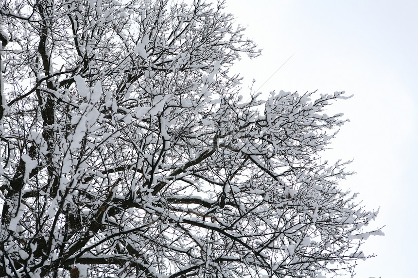 下雪覆盖的树蓝色冻结树木风景水晶仙境天气森林季节城市图片