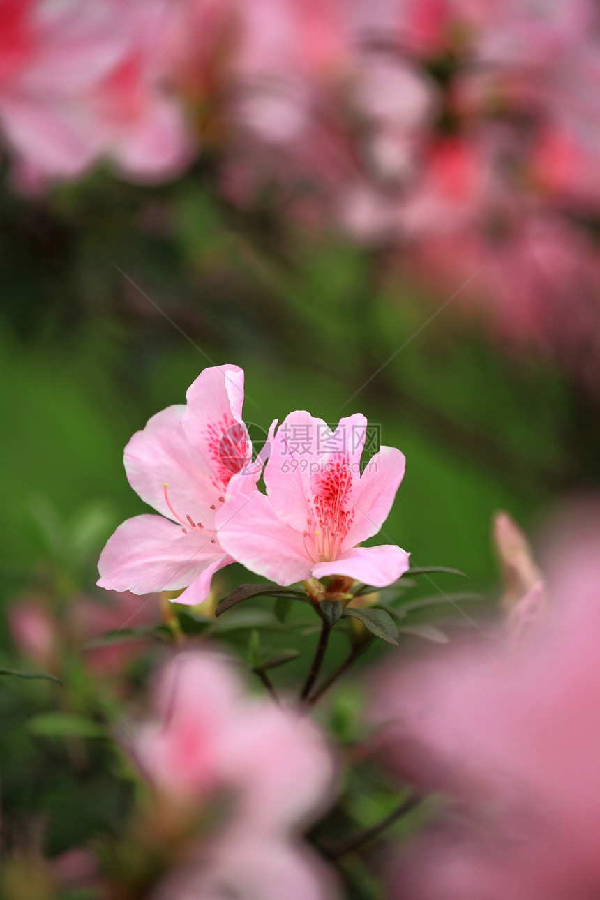 花朵 罗多登院子紫色玻璃草地花园树木公园生长衬套园艺图片