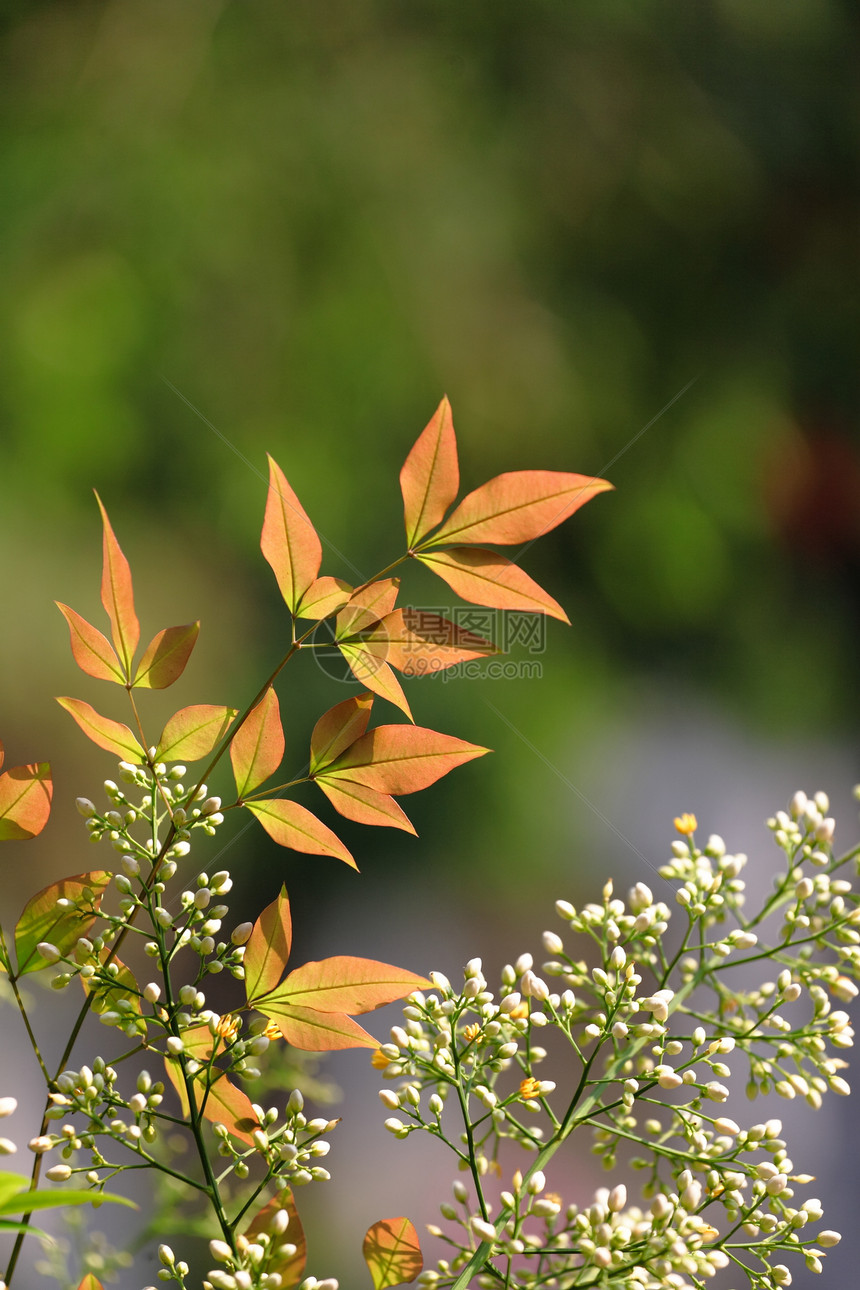 森林中的橙色叶环境花园植物植物学公园太阳生活叶子美丽生长图片