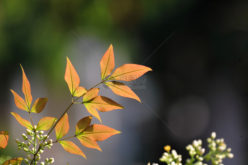 森林中的橙色叶墙纸太阳橙子环境植物学植物宏观活力生长生活图片