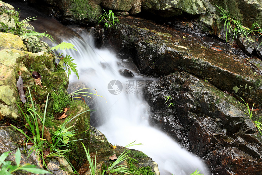 美丽的春天太阳荒野树叶瀑布丛林热带叶子墙纸旅行玻璃图片