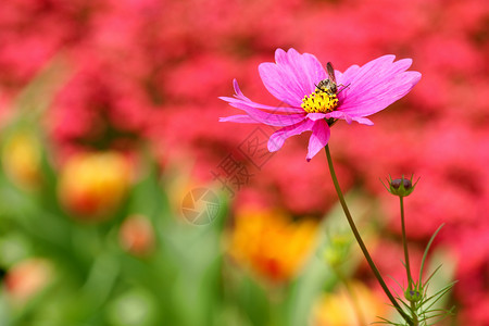 宇宙花场地植物粉色背景图片