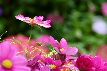 宇宙花粉色植物场地背景图片