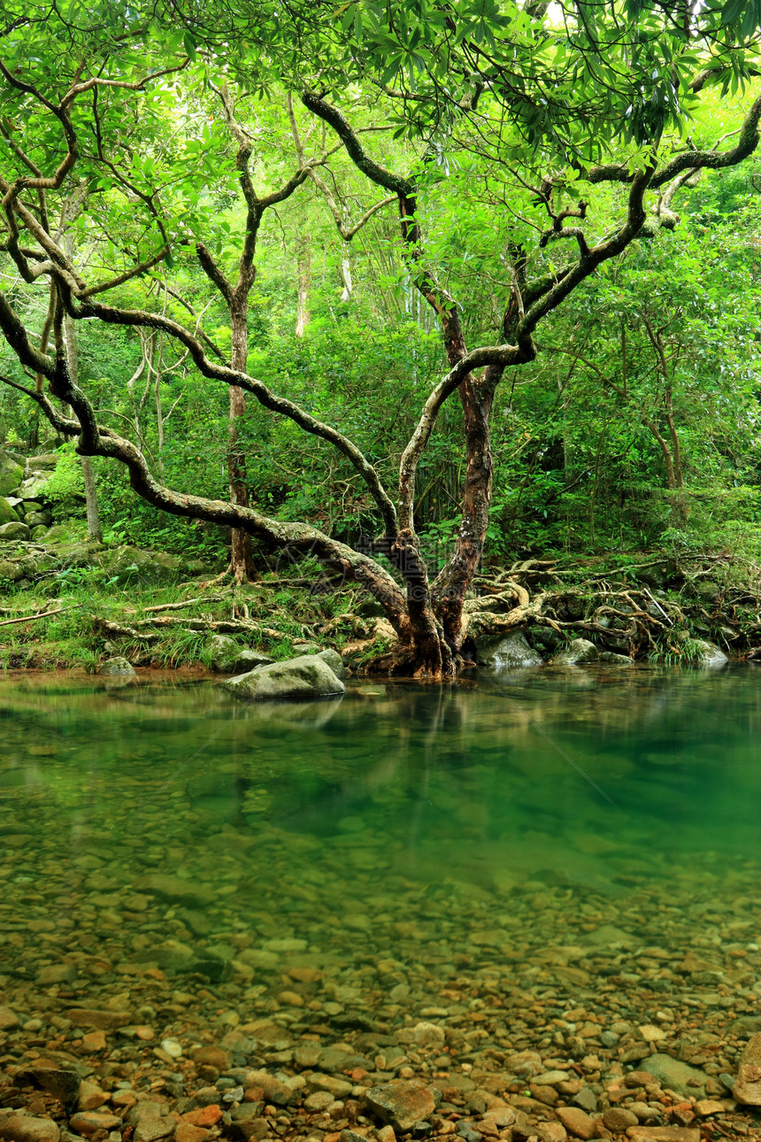 树溪流天堂公园丛林环境风景野生动物荒野岩石森林图片