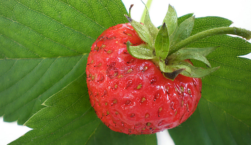 草莓诱惑饮食圆圈热情美食果汁水果季节甜点食物图片