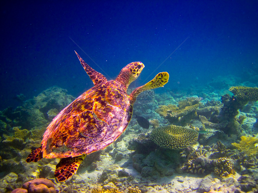 乌龟像飞翔一样游泳生活阳光气候濒危玳瑁爬虫热带野生动物潜水蓝色图片