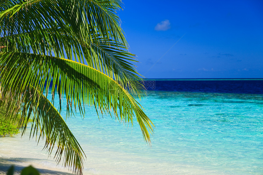 马尔代夫的热带天堂棕榈海浪气候地平线天空场景植物美丽旅游海岸线图片