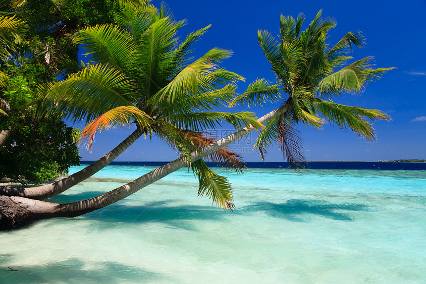 马尔代夫的热带天堂场景棕榈地平线游客海洋叶子海景阳光植物风景图片