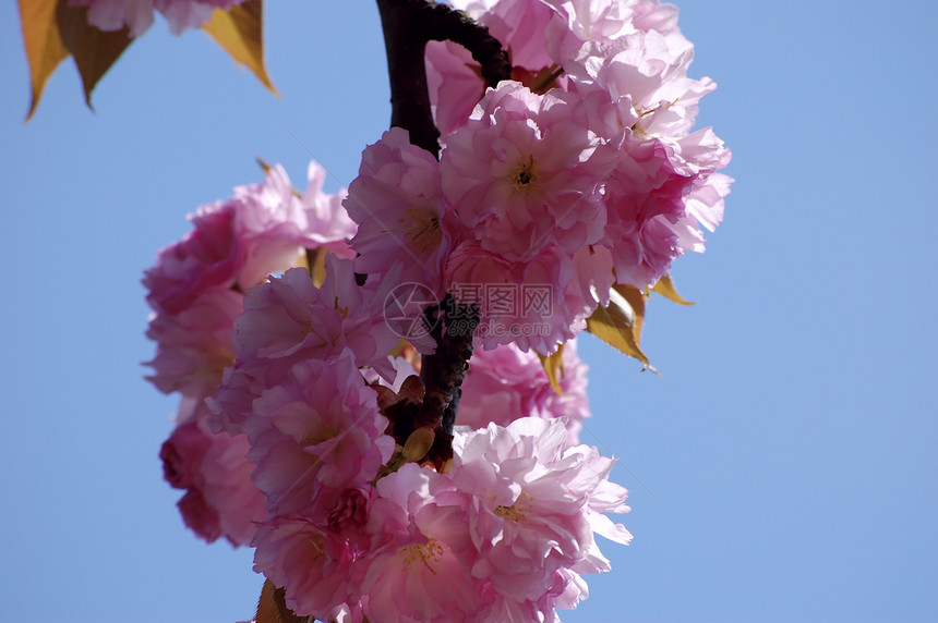 樱樱桃树晴天园艺季节植物群公园花园植物花瓣樱花植物学图片