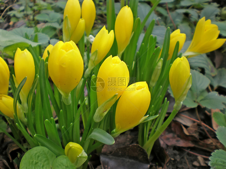 秋天在花园里吃黄粉树叶橙子秋水仙黄色植物植物群藏红花花瓣叶子生活图片