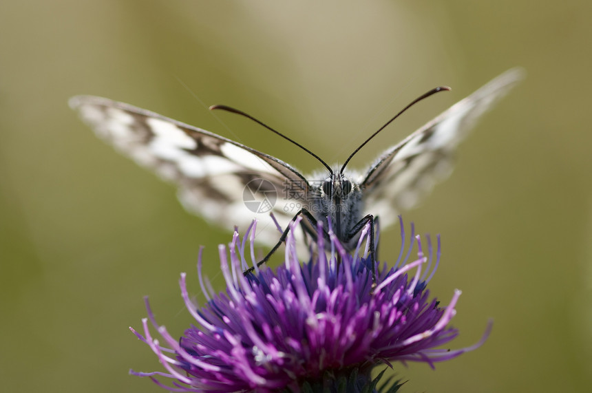 蝴蝶在花朵上宏观动物昆虫翅膀触角害虫图片