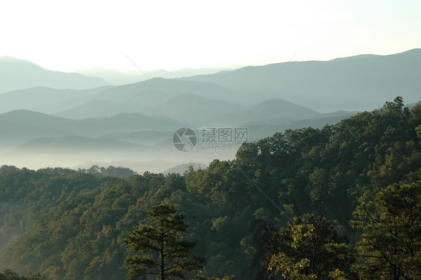 山林树顶图片