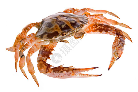 螃蟹宏观海鲜食物海洋蟹肉背景图片