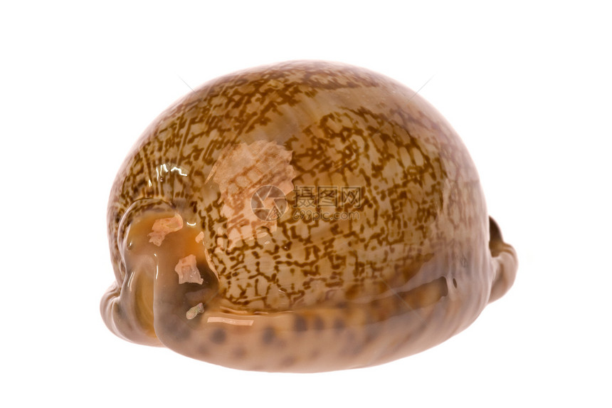 Cowrie海壳壳情调海岸线食物贝类脆皮宏观热带贝壳动物异国图片