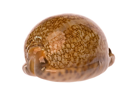 Cowrie海壳壳情调海岸线食物贝类脆皮宏观热带贝壳动物异国背景图片