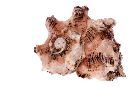 翻盖式海壳壳贝壳蜗牛海岸线异国食物宏观热带动物海洋生物脆皮背景